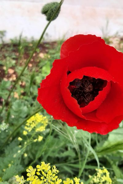 אל רמת הנדיב 11